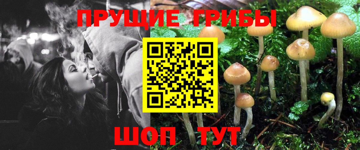 Псилоцибиновые грибы Psilocybe  Псилоцибиновые грибы мицелий  Вход с VPN  Чехов 